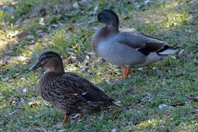 Mallard Ducks Bird wildlife portrait