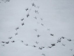 footprints on the snow