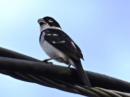 Seedeater White-Collared bird