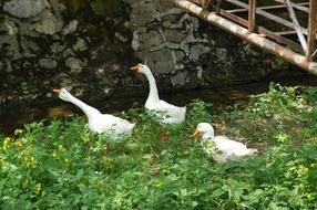 domestic Geese in grass near water
