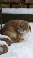 Picture of Rabbit on a Snow