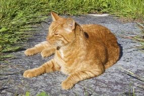 majestic red tom cat