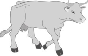 Cute Gray Cow drawing at white background