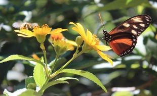 Macro photo of Heliconius Butterfly feeding on yellow flower