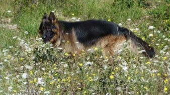 German Shepherd on the field with flowers