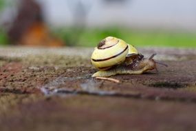 yellow snail close up in garden