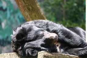 Black Bear sleeping