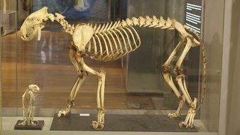 Picture of Tiger's skeleton