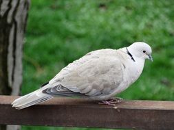 pigeon on a rusty parapet close up