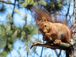 Squirrel