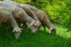 Sheep Herd