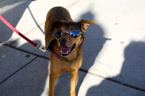 Dog Panting