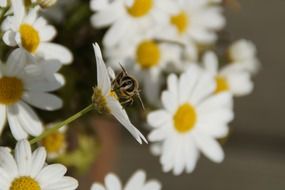 insect on summer daisy close-up on blurred background