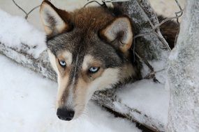 charming Husky Finland