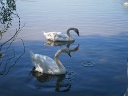 two white swans drink water in the pond