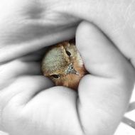 kinglet, small Bird in male hand