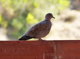 turtledove on wooden fence close-up