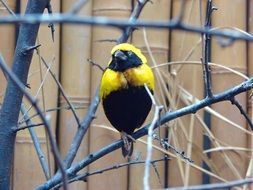 Yellow and Black Songbird