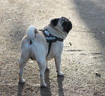 Dog pug