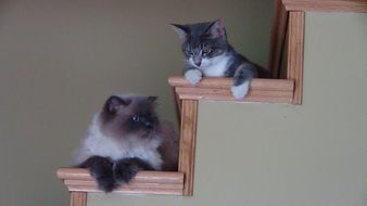 Cats on the staircase