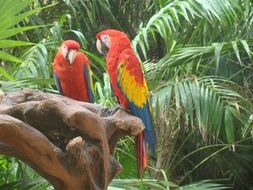 colorful parrots in the rainforest