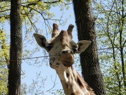 giraffe head near the trees