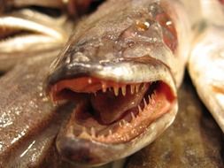 sharp teeth of fish