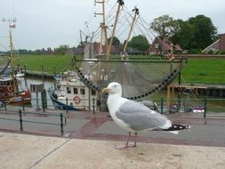 wild seagull in a small port on the north sea