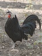 purebred black cock on the farm