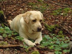 Labrador Dog Lying outdoor in the park