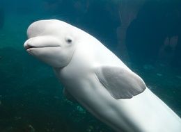 White dolphin underwater