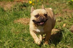 running bulldog on the meadow