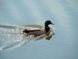 Duck Wildlife Fowl