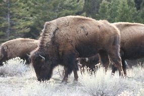 Buffalo Bison flock pasturing