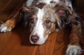 Australian Shepherd dog is on the floor