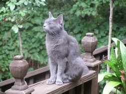relaxed russian blue cat
