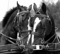 two muzzles of a horse black white photo