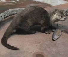 beautiful and cute Otter with Fish