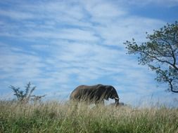 Landscape of Wild Elephant in South Africa