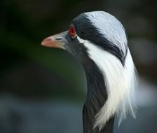 Demoiselle Crane
