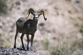 Sheep with bighorns in the wildlife