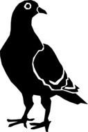 Bird Pigeon drawing