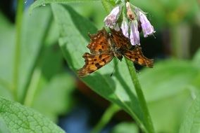 butterfly on a flower in the form of a bell