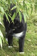 portrait of black and white cat is walking in the garden