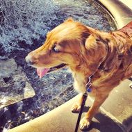 golden retriever near the water