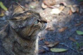 cat on the track with dry leaves