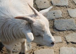 white goat on cobblestone pavement