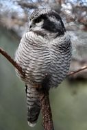 bird of prey on a branch in the wild