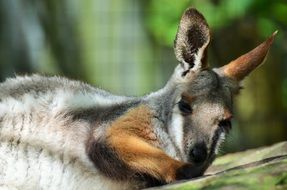 cute bennett's wallaby, australia