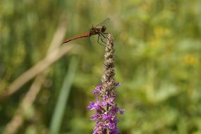 red dragonfly on a bright flower